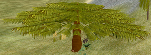 Tree-1-Acacia.png