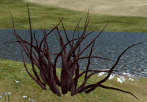 Tree-1-Bloodbark.png