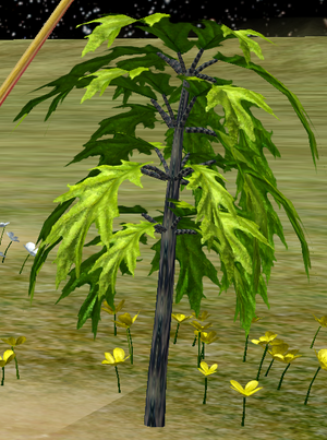 Tree-1-Chicory.png