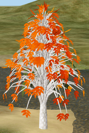 Tree-1-Illawara.png