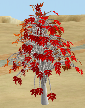 Tree-1-IllawaraYouth.png