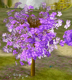 Tree-1-Jacaranda.png