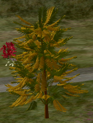 Tree-1-MontereyPineMiddleAge.png