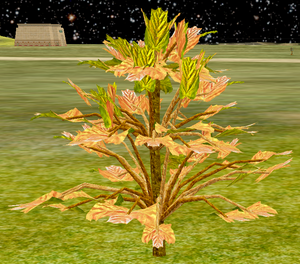 Tree-1-PeachNCreamMapleSapling.png