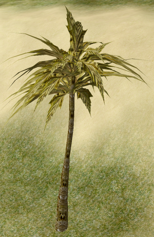 Tree-1-PhoenixPalm.png