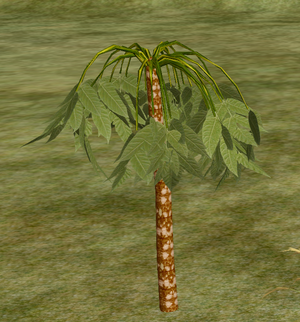 Umbrella Palm.png