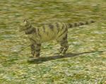 Yellow Mackerel Tabby.jpg