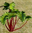 Crimson Lettuce.jpg