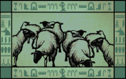 Domesticated Sheep Farming