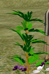 Herbs Apiphenalm.jpg