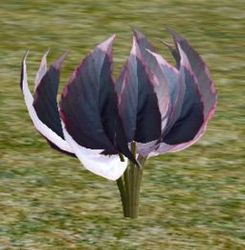 Herbs ApothecarysScythe.jpg