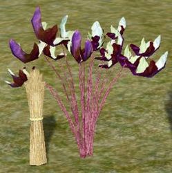 Herbs Asafoetida.jpg