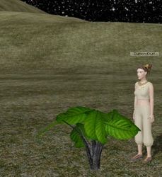 Herbs BlackPepperPlant.jpg