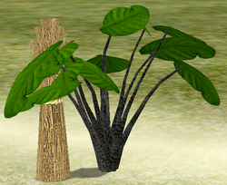 Herbs Black Pepper Plant.png