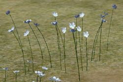 Herbs BlessedMariae.jpg