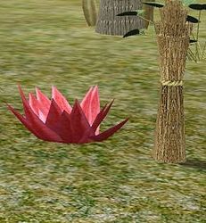 Herbs BloodBlossom.jpg