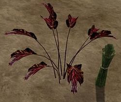 Herbs BloodedHarebell.jpg