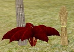 Herbs BullsBlood.jpg