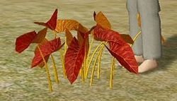 Herbs BurntTarragon.jpg