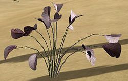 Herbs ButterflyDamia.jpg