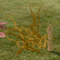 Herbs Calabash.png