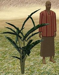 Herbs CommonRosemary.jpg