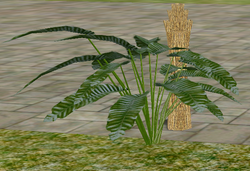 Herbs Common Sage.png