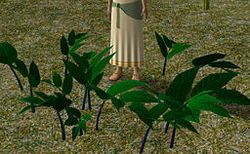 Herbs CreepingBlackNightshade.jpg