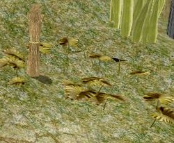 Herbs CreepingThyme.jpg