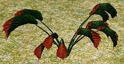 Herbs CrimsonPipeweed.jpg