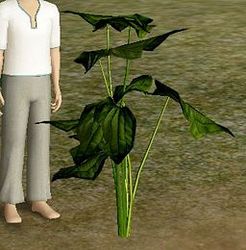 Herbs CrumpledLeafBasil.jpg