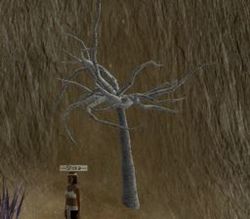 Herbs DeadwoodTree.jpg