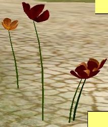 Herbs FlandersBlossom.jpg