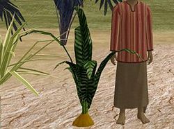 Herbs GingerRoot.jpg