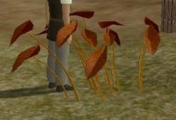 Herbs GingerTarragon.jpg