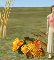 Herbs GoldenThyme.jpg