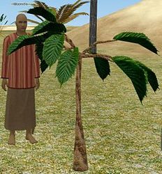 Herbs HeadacheTree.jpg