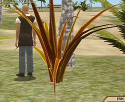 Herbs JoyoftheMountain.jpg