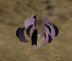 Herbs LavenderNavarre.jpg