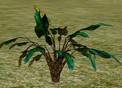 Herbs Lythrum.jpg