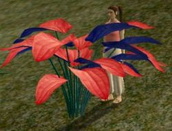 Herbs OrangeNiali.jpg