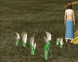 Herbs PitcherPlant.jpg