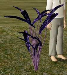 Herbs RoyalRosemary.jpg