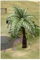Herbs SacredPalm.jpg
