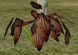 Herbs ShrubbyBasil.jpg