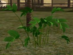 Herbs Shyamalata.jpg