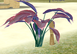 Herbs Sweetflower.png