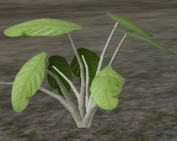 Herbs WhitePepperPlant.jpg