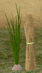 Herbs Wild Garlic.png