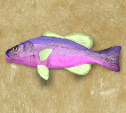 Horned Pigfish